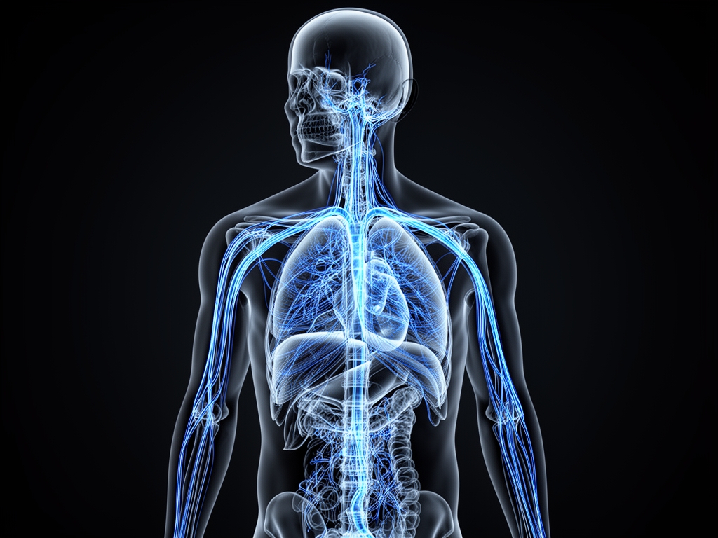 Scientific diagram of endocrine system pathways rendered as glowing blue lines on a dark anatomical illustration background